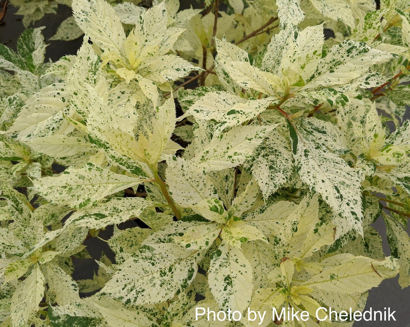 - Clethra barbinervis 'Takeda nishiki' Variegated Japanese Clethra - Mr Maple │ Buy Japanese Maple Trees