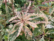 - Clethra barbinervis 'Takeda nishiki' Variegated Japanese Clethra - Mr Maple │ Buy Japanese Maple Trees