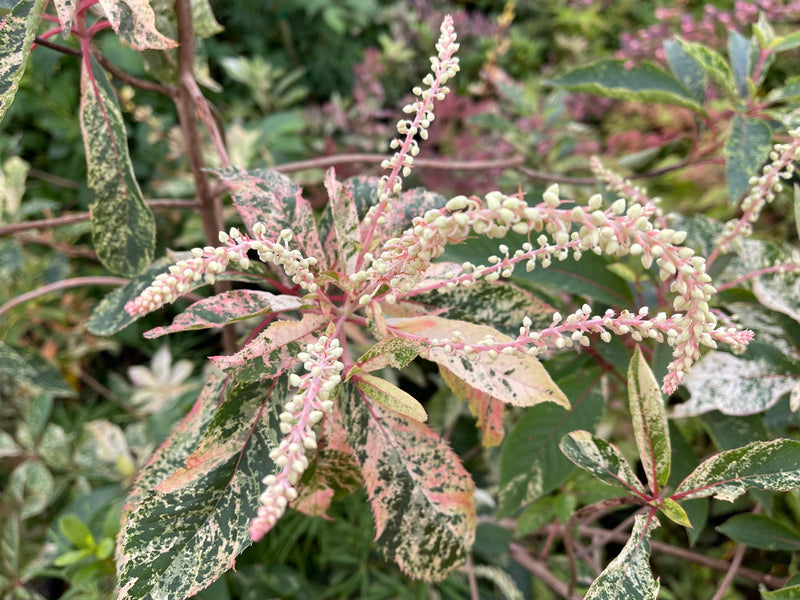 - Clethra barbinervis 'Takeda nishiki' Variegated Japanese Clethra - Mr Maple │ Buy Japanese Maple Trees