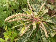 - Clethra barbinervis 'Takeda nishiki' Variegated Japanese Clethra - Mr Maple │ Buy Japanese Maple Trees