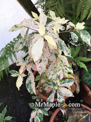- Clethra barbinervis 'Takeda nishiki' Variegated Japanese Clethra - Mr Maple │ Buy Japanese Maple Trees