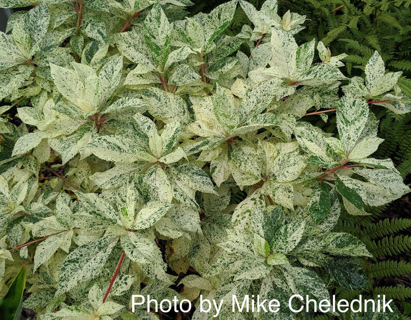- Clethra barbinervis 'Takeda nishiki' Variegated Japanese Clethra - Mr Maple │ Buy Japanese Maple Trees