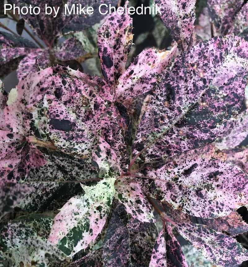 - Clethra barbinervis 'Takeda nishiki' Variegated Japanese Clethra - Mr Maple │ Buy Japanese Maple Trees