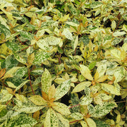 - Clethra barbinervis 'Takeda nishiki' Variegated Japanese Clethra - Mr Maple │ Buy Japanese Maple Trees