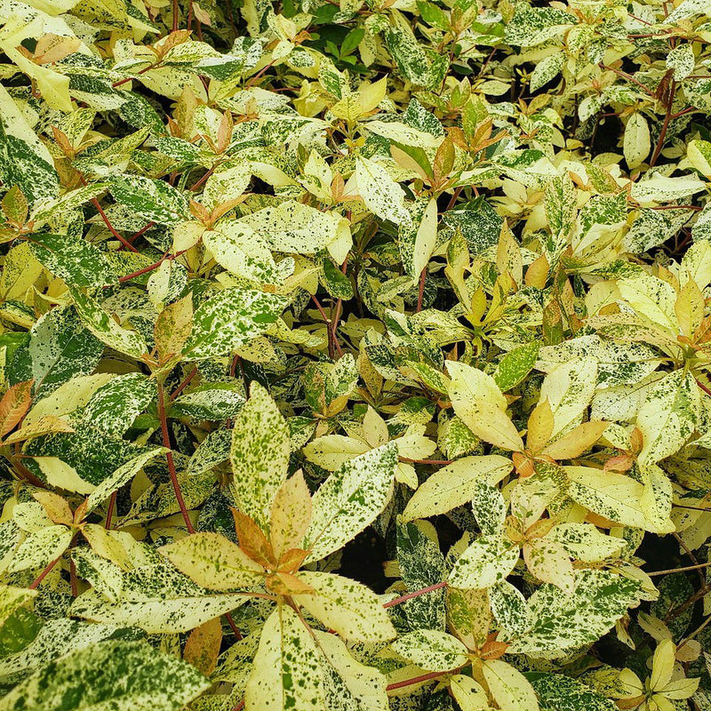 - Clethra barbinervis 'Takeda nishiki' Variegated Japanese Clethra - Mr Maple │ Buy Japanese Maple Trees