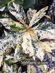 - Clethra barbinervis 'Takeda nishiki' Variegated Japanese Clethra - Mr Maple │ Buy Japanese Maple Trees