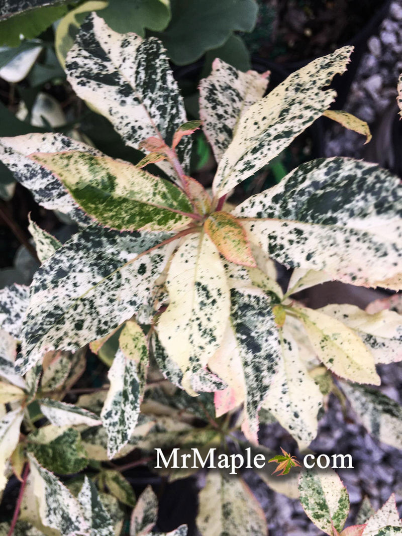 - Clethra barbinervis 'Takeda nishiki' Variegated Japanese Clethra - Mr Maple │ Buy Japanese Maple Trees