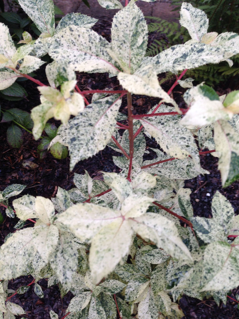 - Clethra barbinervis 'Takeda nishiki' Variegated Japanese Clethra - Mr Maple │ Buy Japanese Maple Trees