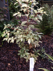 - Clethra barbinervis 'Takeda nishiki' Variegated Japanese Clethra - Mr Maple │ Buy Japanese Maple Trees