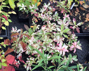 - Clethra barbinervis 'Takeda nishiki' Variegated Japanese Clethra - Mr Maple │ Buy Japanese Maple Trees