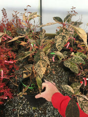 - Clethra barbinervis 'Takeda nishiki' Variegated Japanese Clethra - Mr Maple │ Buy Japanese Maple Trees