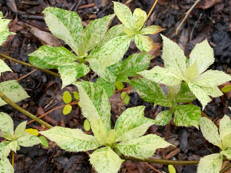 - Clethra barbinervis 'Takeda nishiki' Variegated Japanese Clethra - Mr Maple │ Buy Japanese Maple Trees