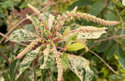 - Clethra barbinervis 'Takeda nishiki' Variegated Japanese Clethra - Mr Maple │ Buy Japanese Maple Trees