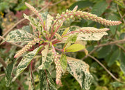 - Clethra barbinervis 'Takeda nishiki' Variegated Japanese Clethra - Mr Maple │ Buy Japanese Maple Trees
