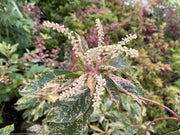 - Clethra barbinervis 'Takeda nishiki' Variegated Japanese Clethra - Mr Maple │ Buy Japanese Maple Trees