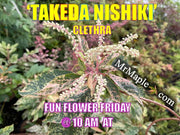 - Clethra barbinervis 'Takeda nishiki' Variegated Japanese Clethra - Mr Maple │ Buy Japanese Maple Trees