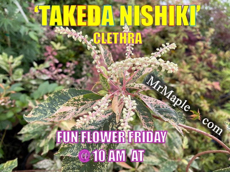 - Clethra barbinervis 'Takeda nishiki' Variegated Japanese Clethra - Mr Maple │ Buy Japanese Maple Trees
