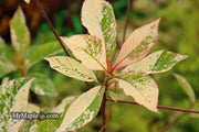 - Clethra barbinervis 'Takeda nishiki' Variegated Japanese Clethra - Mr Maple │ Buy Japanese Maple Trees