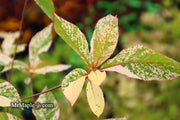 - Clethra barbinervis 'Takeda nishiki' Variegated Japanese Clethra - Mr Maple │ Buy Japanese Maple Trees