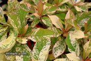 - Clethra barbinervis 'Takeda nishiki' Variegated Japanese Clethra - Mr Maple │ Buy Japanese Maple Trees