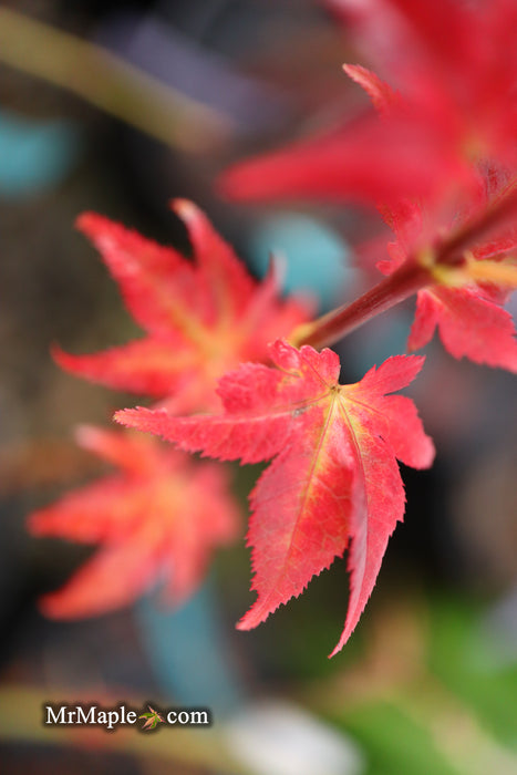 Acer palmatum 'Climate Change' Japanese Maple