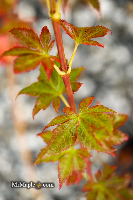 Acer palmatum 'Climate Change' Japanese Maple