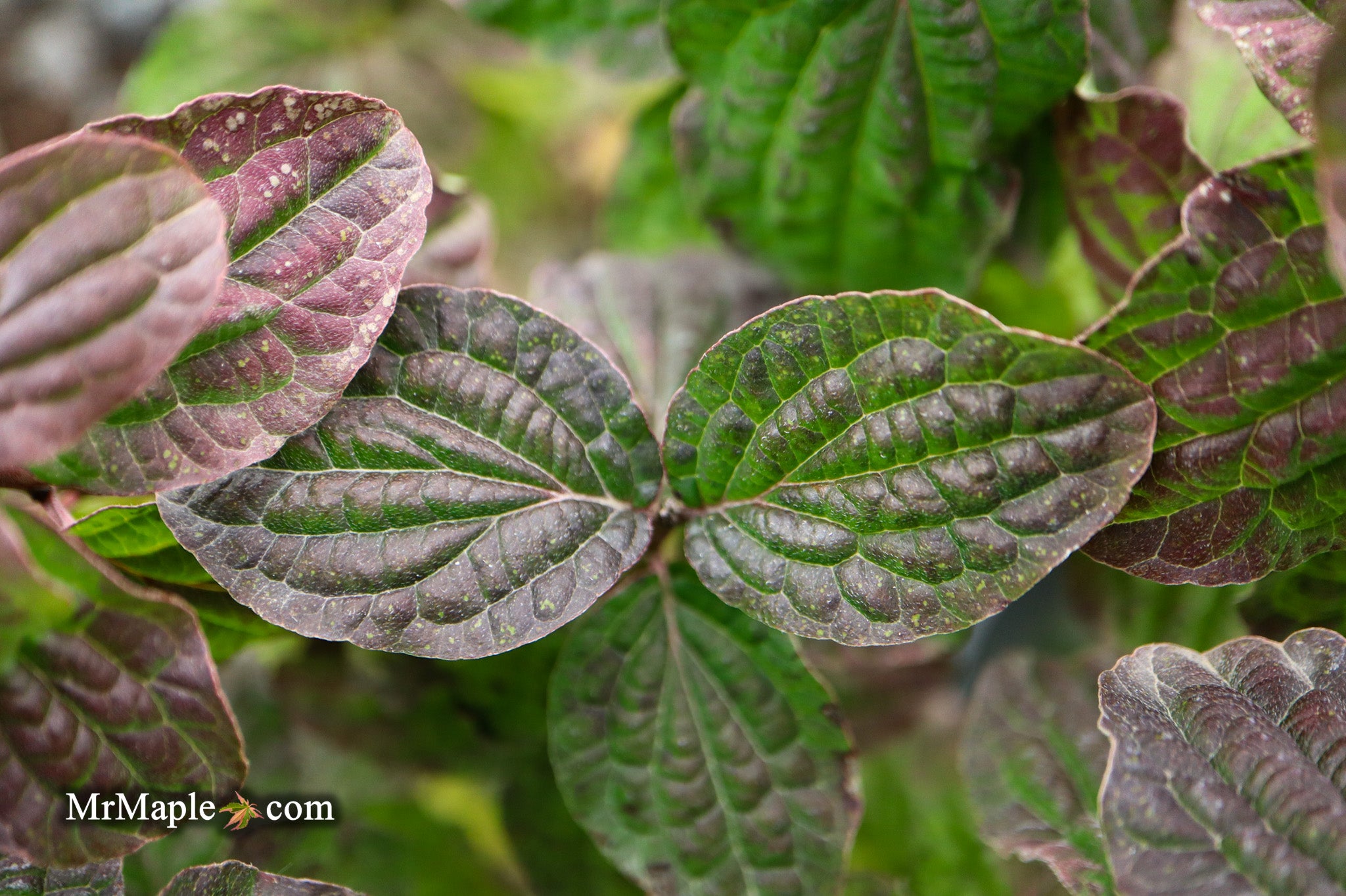 Mr Maple Cornus sanguinea 'Compressa' Dogwood - Thumbnail 3