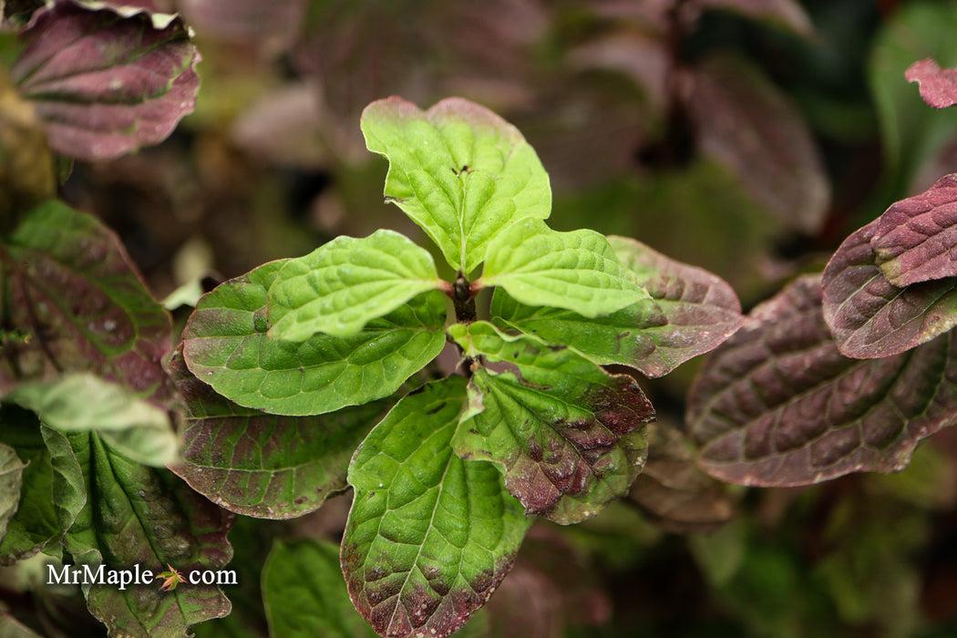 Cornus sanguinea 'Compressa' Curly Leaf Dwarf Bloodtwig Dogwood