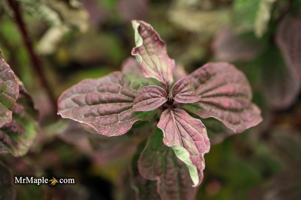 Cornus sanguinea 'Compressa' Curly Leaf Dwarf Bloodtwig Dogwood