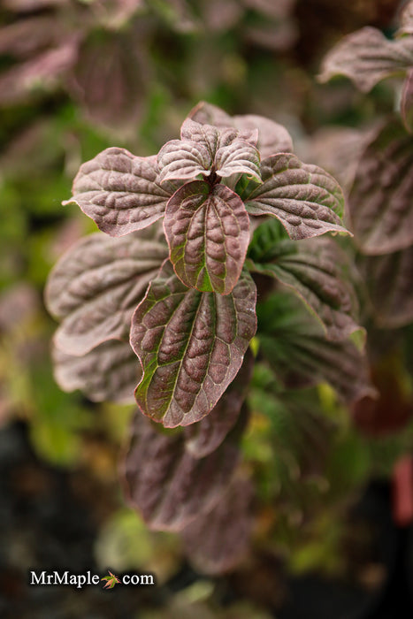 Cornus sanguinea 'Compressa' Curly Leaf Dwarf Bloodtwig Dogwood