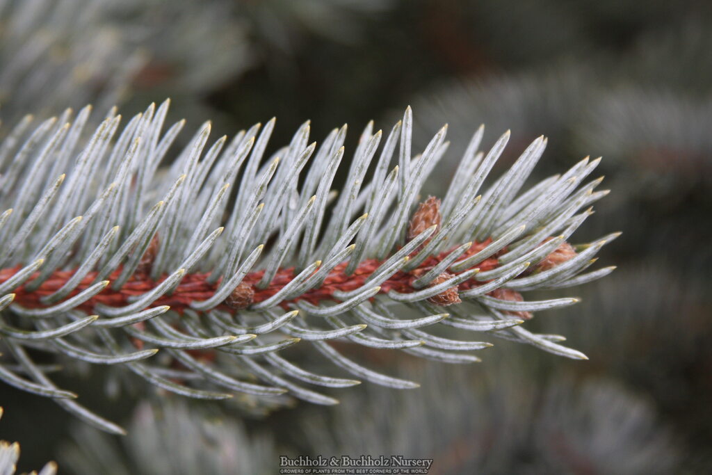 Picea pungens ‘Coors' Colorado Spruce