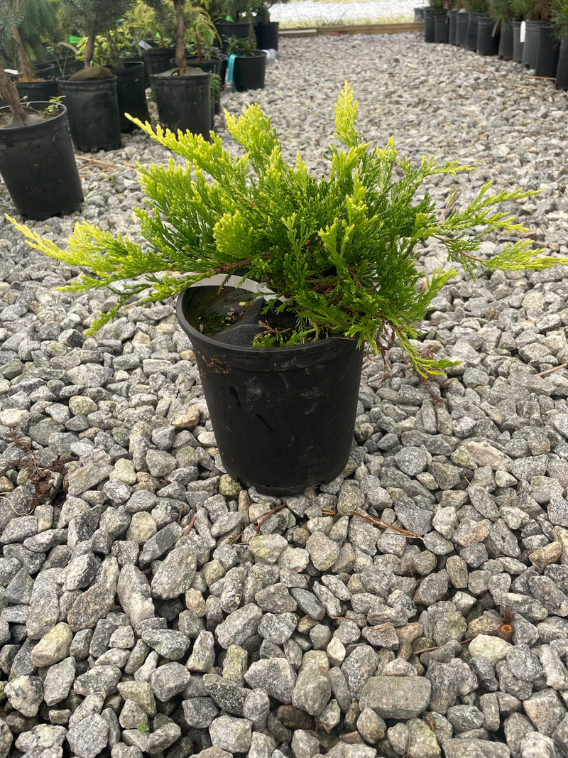 Juniperus horizontalis 'Copper Harbor' Creeping Juniper