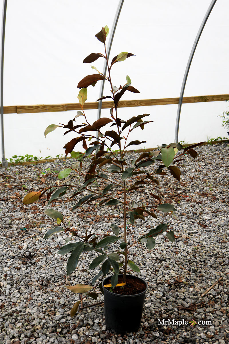 Magnolia x loebneri 'Coppertallica' White Flower Evergreen Magnolia