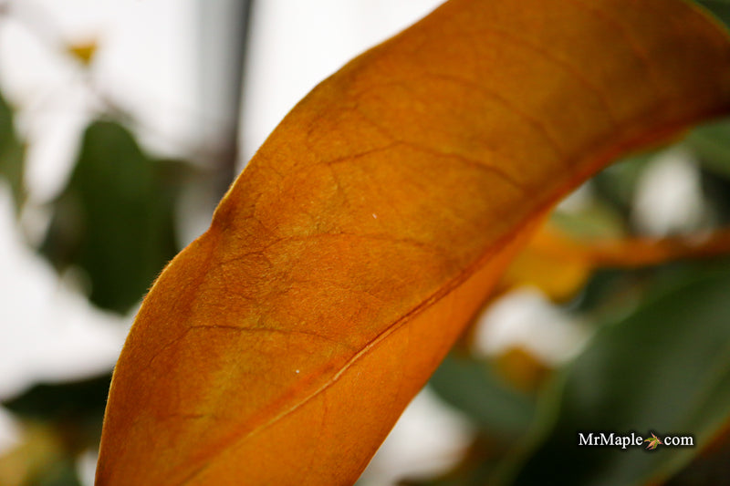 Magnolia x loebneri 'Coppertallica' White Flower Evergreen Magnolia
