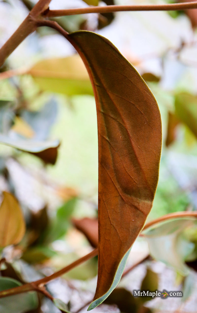 Magnolia x loebneri 'Coppertallica' White Flower Evergreen Magnolia