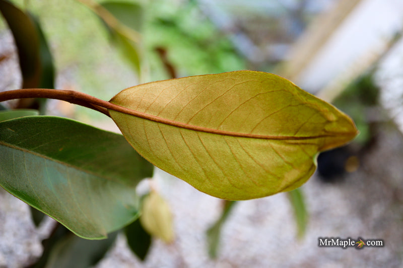 Magnolia x loebneri 'Coppertallica' White Flower Evergreen Magnolia