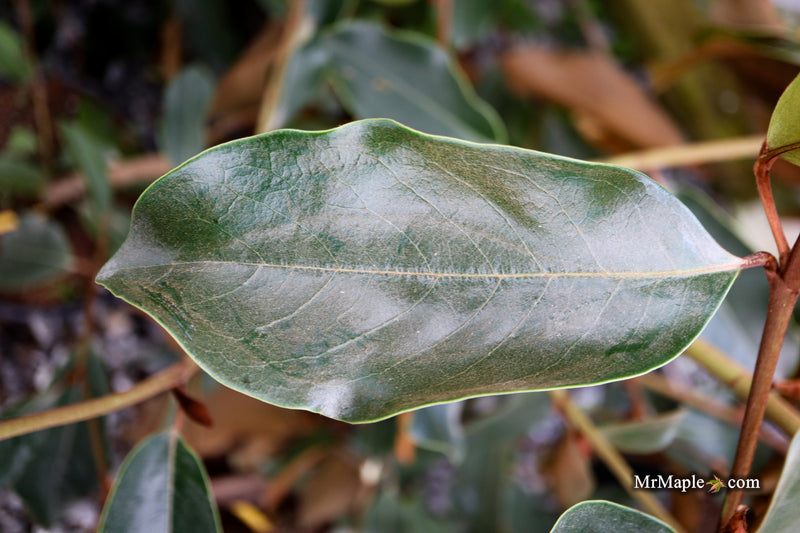 Magnolia x loebneri 'Coppertallica' White Flower Evergreen Magnolia