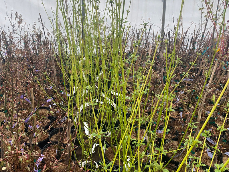 - Cornus alba ‘Bud’s Yellow’ Yellow Twig Dogwood - Mr Maple │ Buy Japanese Maple Trees