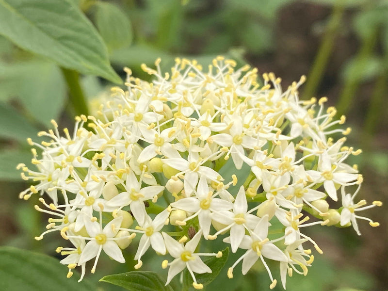 - Cornus alba ‘Bud’s Yellow’ Yellow Twig Dogwood - Mr Maple │ Buy Japanese Maple Trees