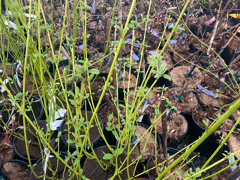 - Cornus alba ‘Bud’s Yellow’ Yellow Twig Dogwood - Mr Maple │ Buy Japanese Maple Trees