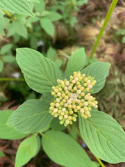 - Cornus alba ‘Bud’s Yellow’ Yellow Twig Dogwood - Mr Maple │ Buy Japanese Maple Trees