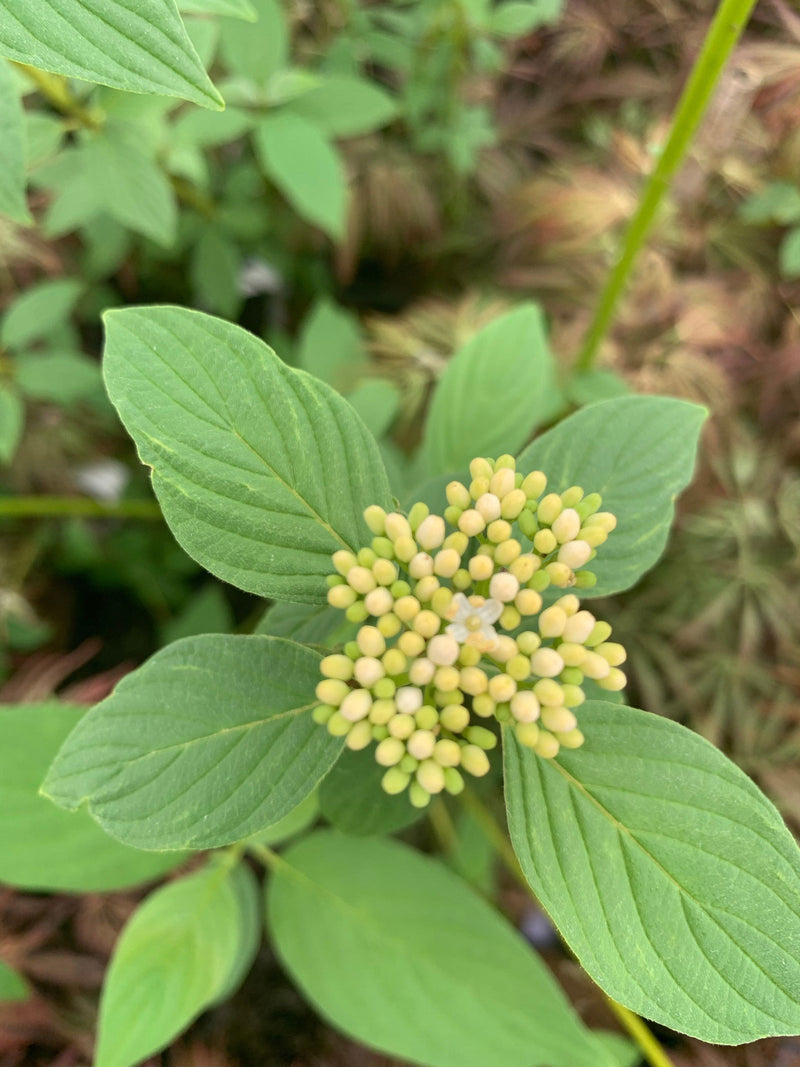 - Cornus alba ‘Bud’s Yellow’ Yellow Twig Dogwood - Mr Maple │ Buy Japanese Maple Trees