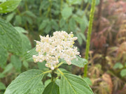 - Cornus alba ‘Bud’s Yellow’ Yellow Twig Dogwood - Mr Maple │ Buy Japanese Maple Trees