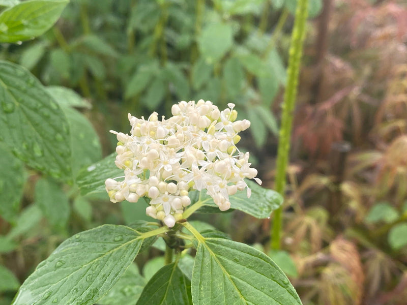 - Cornus alba ‘Bud’s Yellow’ Yellow Twig Dogwood - Mr Maple │ Buy Japanese Maple Trees