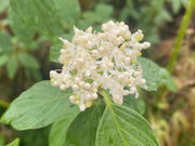 - Cornus alba ‘Bud’s Yellow’ Yellow Twig Dogwood - Mr Maple │ Buy Japanese Maple Trees