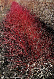 - Cornus alba 'Jefreb’ Little Rebel® Dwarf Red Twig Dogwood - Mr Maple │ Buy Japanese Maple Trees