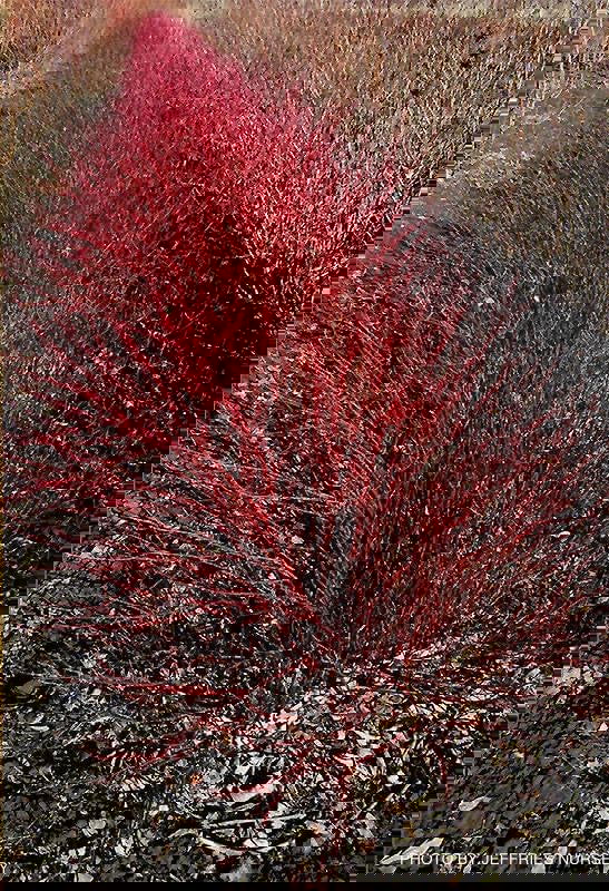 - Cornus alba 'Jefreb’ Little Rebel® Dwarf Red Twig Dogwood - Mr Maple │ Buy Japanese Maple Trees
