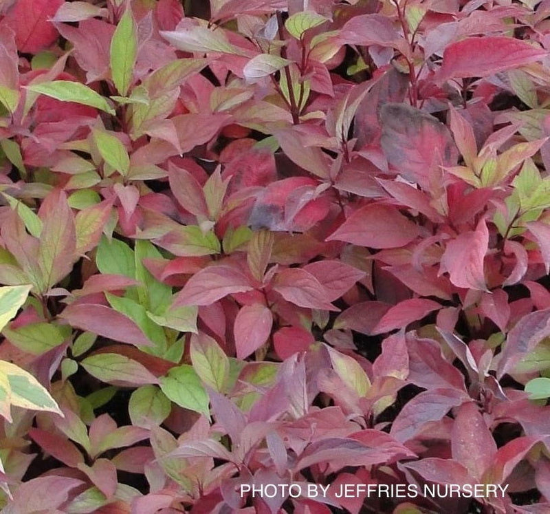 - Cornus alba 'Jefreb’ Little Rebel® Dwarf Red Twig Dogwood - Mr Maple │ Buy Japanese Maple Trees