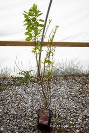 - Cornus alba 'Jefreb’ Little Rebel® Dwarf Red Twig Dogwood - Mr Maple │ Buy Japanese Maple Trees