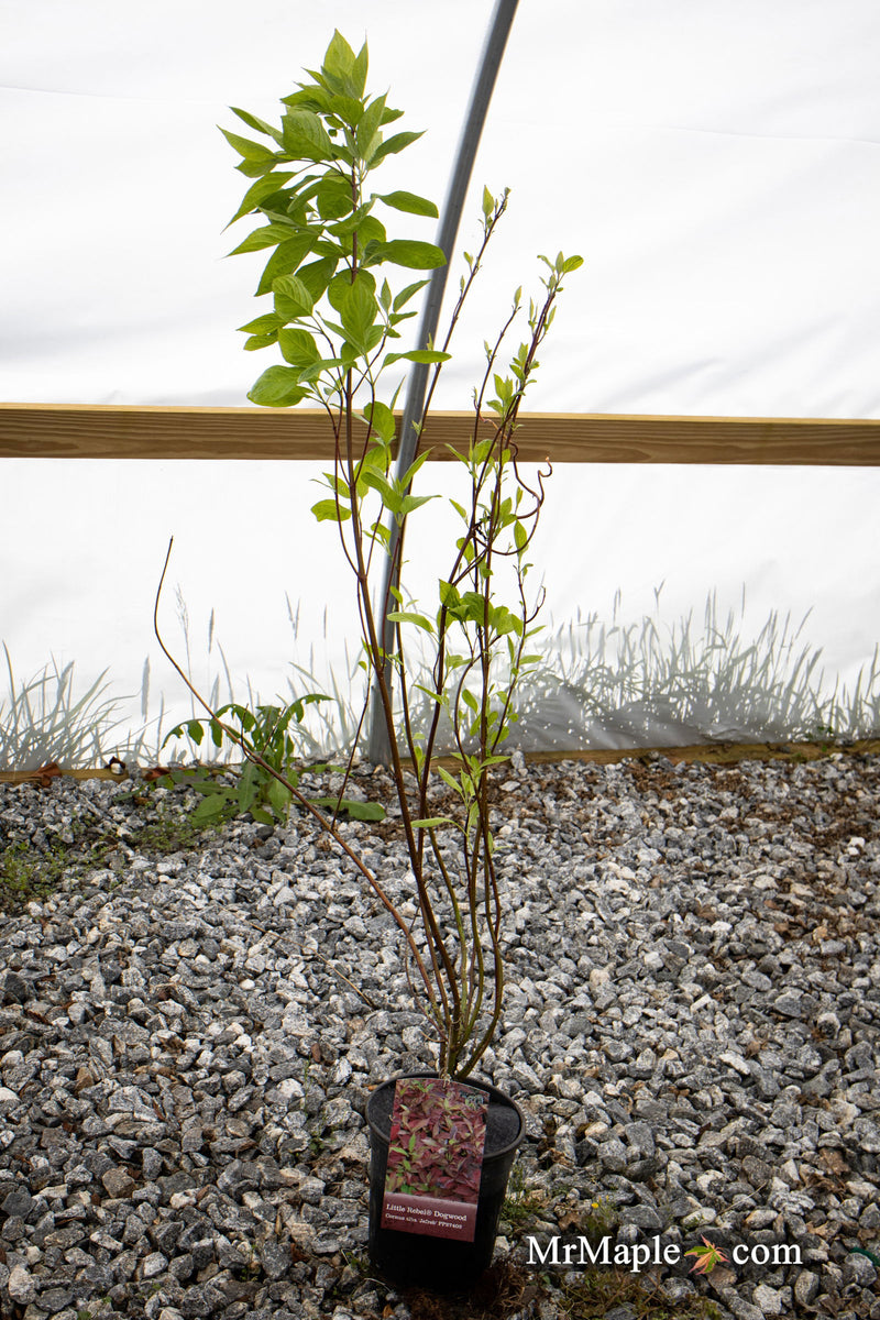 - Cornus alba 'Jefreb’ Little Rebel® Dwarf Red Twig Dogwood - Mr Maple │ Buy Japanese Maple Trees
